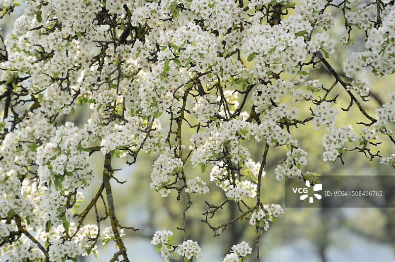 梨花，德国巴伐利亚图片素材