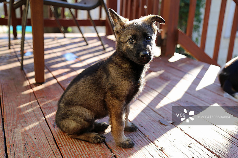 八周大的貂色德国牧羊犬幼犬图片素材