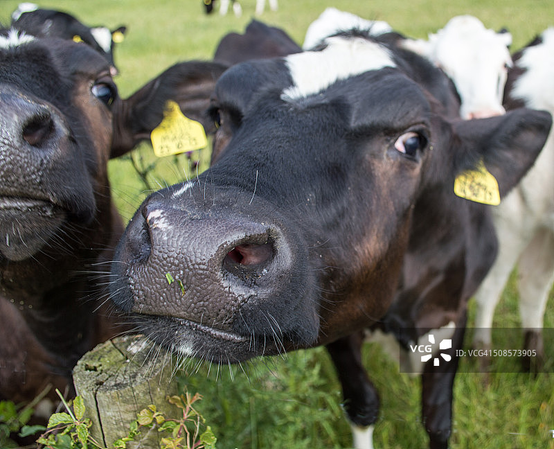 年轻的荷斯坦奶牛图片素材
