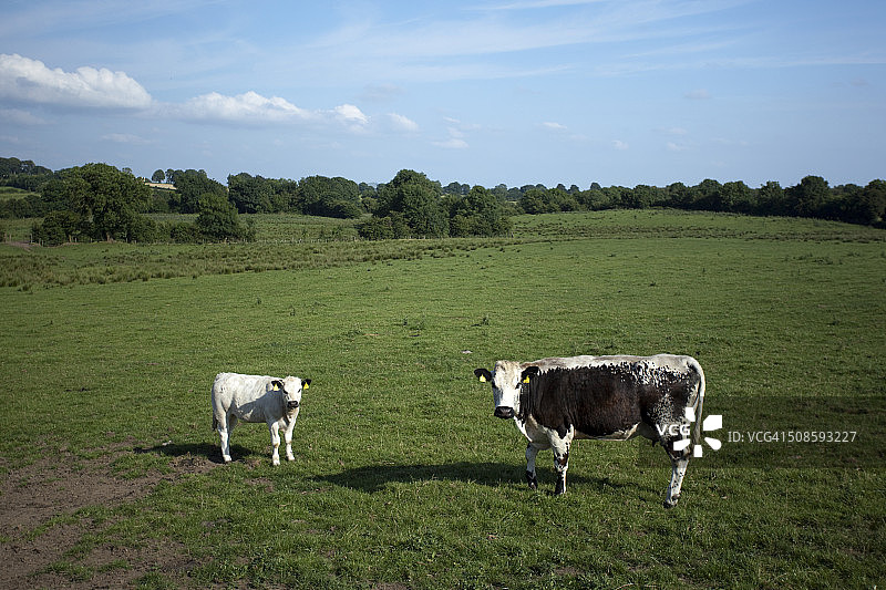 奶牛与小牛图片素材