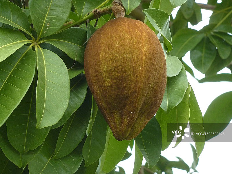 可可树的果实图片素材