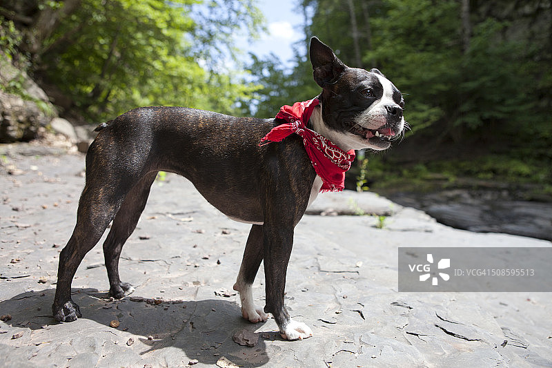 探索岩石荒野的波士顿梗犬图片素材