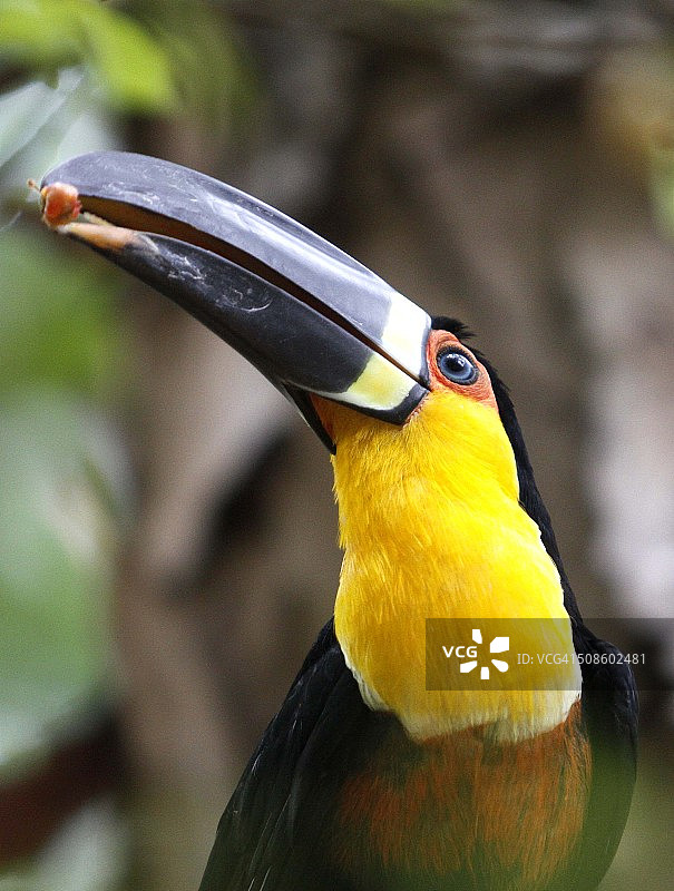 巨嘴鸟（维氏喙巨嘴鸟）正在吃水果图片素材
