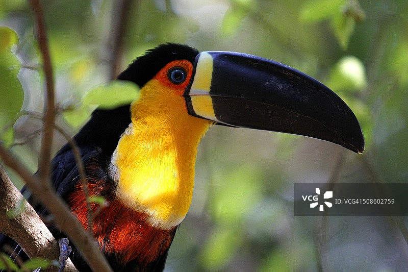 亚马逊地区的巨嘴鸟图片素材