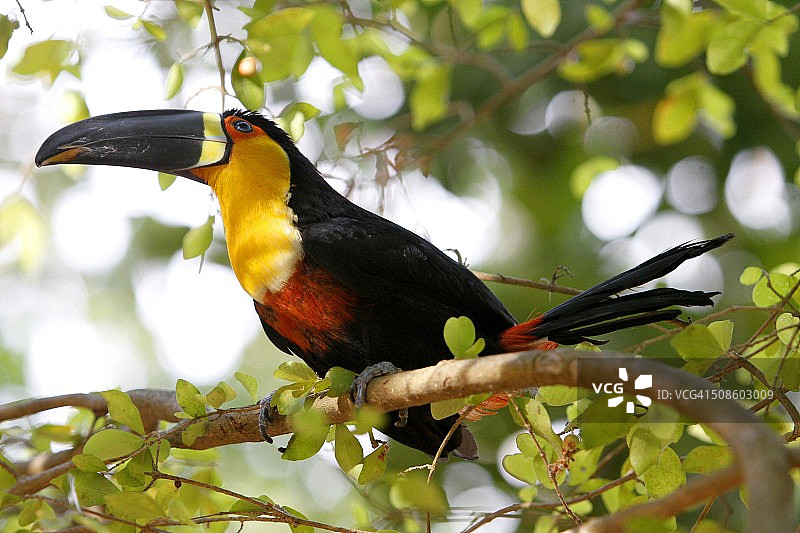巨嘴鸟（Ranphastos vitellinus），亚马逊地区图片素材