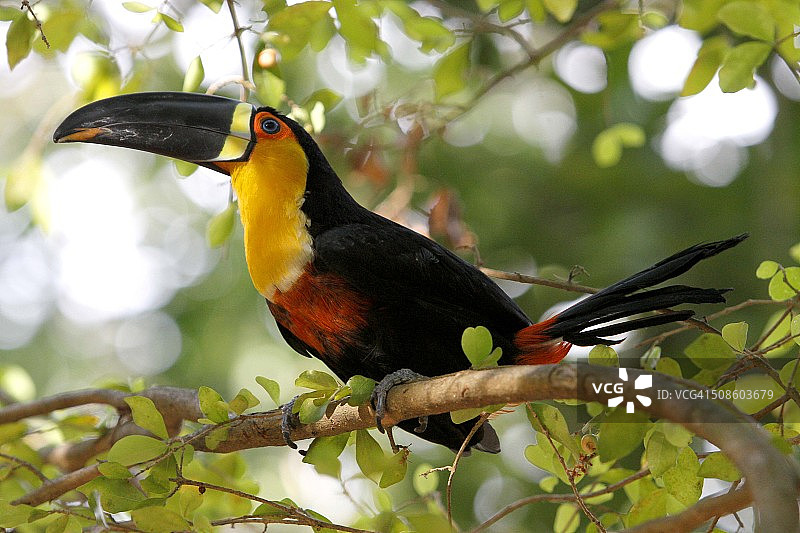 巴西亚马逊地区的巨嘴鸟图片素材