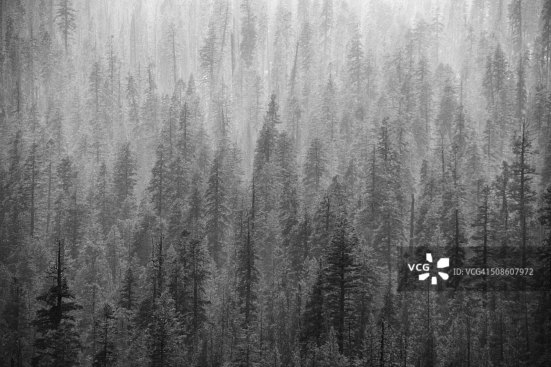黑白雾 फॉरेस्ट场景图片素材