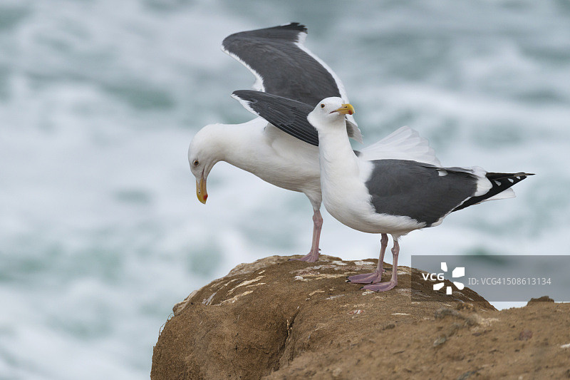 加州鸥（Larus californicus）图片素材