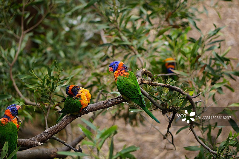 在墨尔本树上的彩虹鹦鹉群图片素材