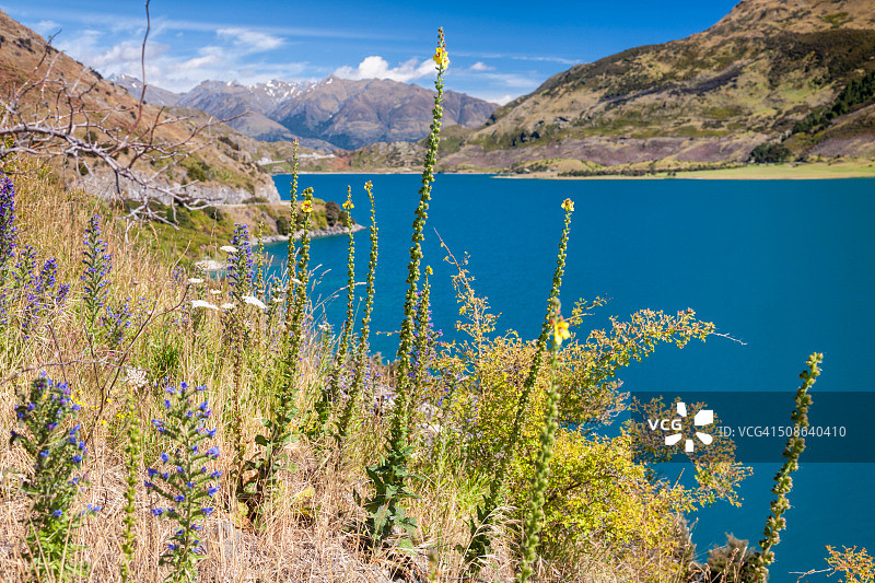 新西兰哈威亚湖岸边的野花图片素材