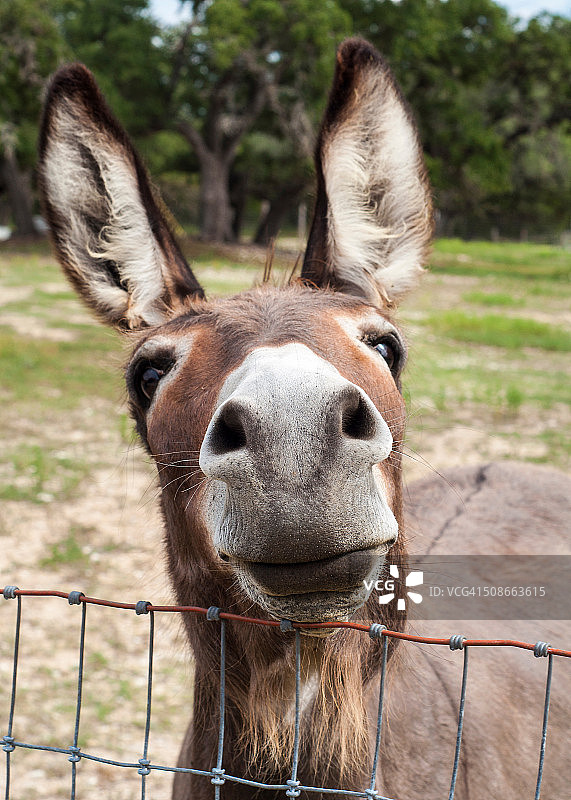 有趣的动物照片集锦图片素材