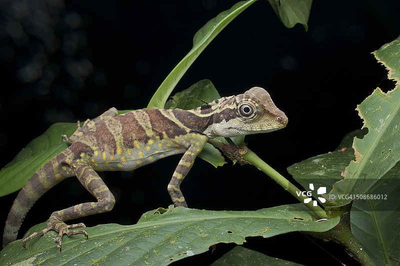 马来西亚雪兰莪乌鲁扬夜间植被上睡觉的巨角蜥蜴广角微距照片图片素材