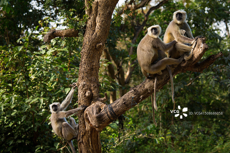 印度瑞诗凯诗树上的黑猴子图片素材