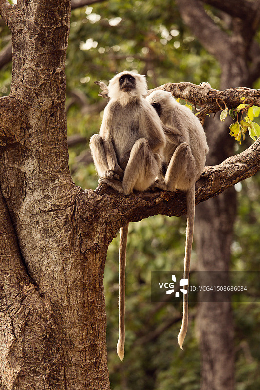 印度瑞诗凯诗树上的黑猴子图片素材