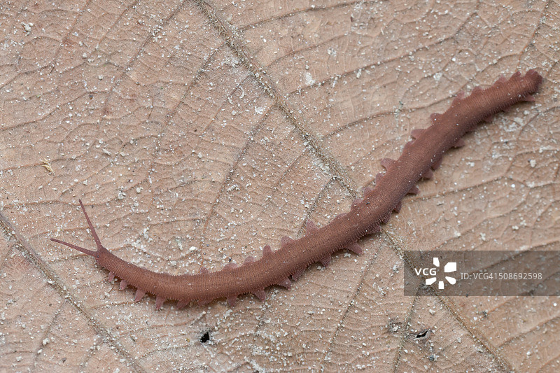 马来西亚雪兰莪州乌鲁亚姆，干叶上的红丝绒虫的微距图像图片素材