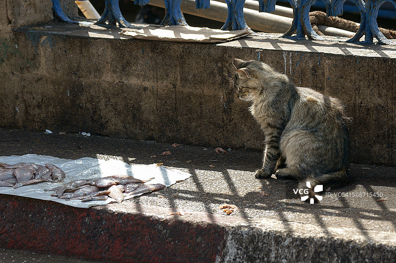 等待鱼的猫图片素材