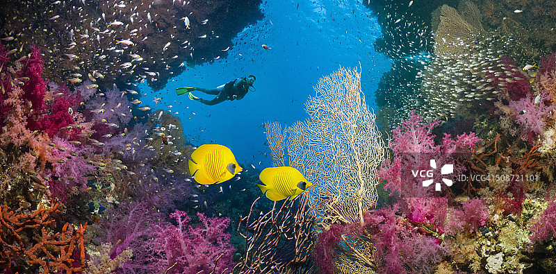 蝴蝶鱼和潜水员珊瑚礁景观图片素材
