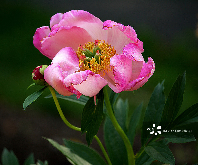 粉色牡丹花与花苞图片素材