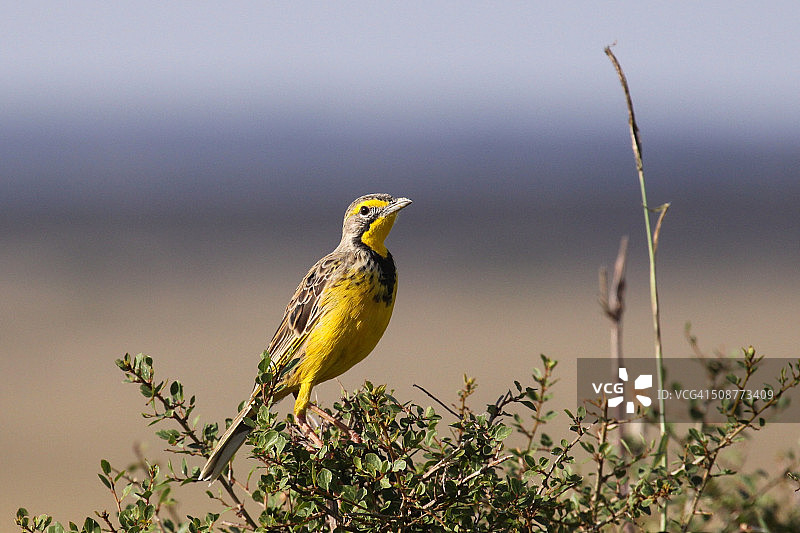黄喉长爪鹀图片素材