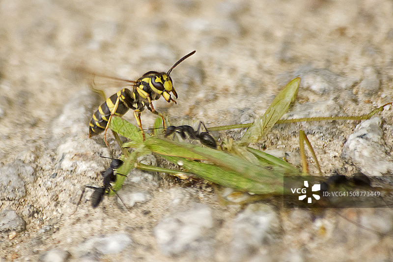 蚁后和她的工蚁图片素材