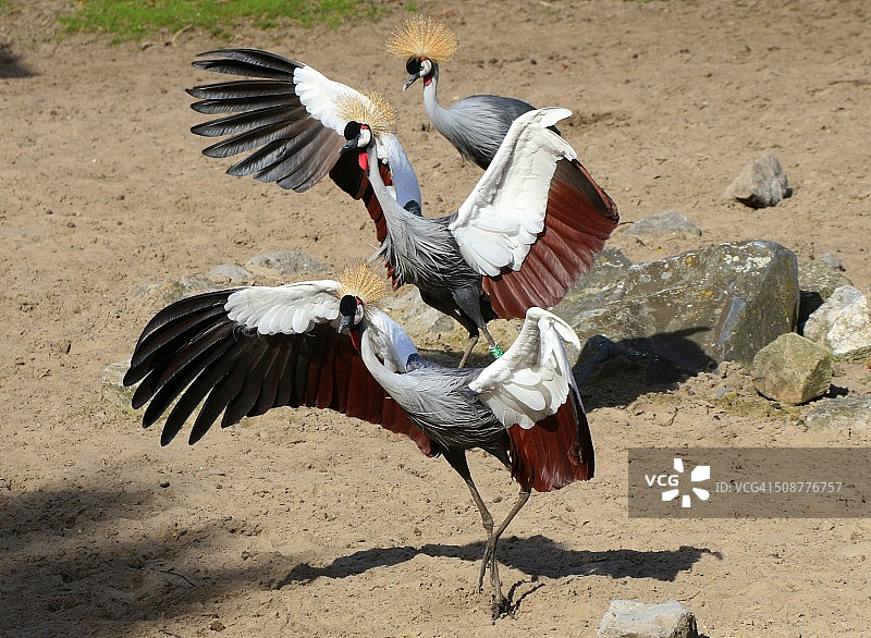 跳康康舞的鹤图片素材