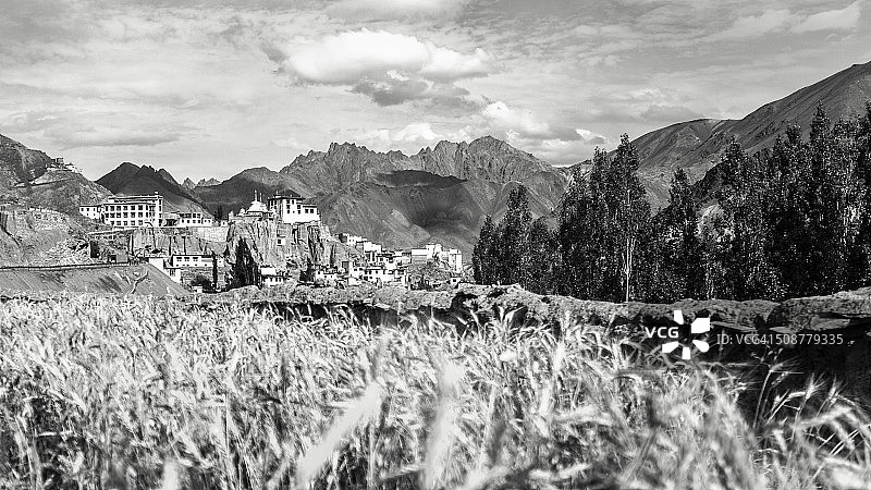 拉马尤鲁的大麦田，印度图片素材