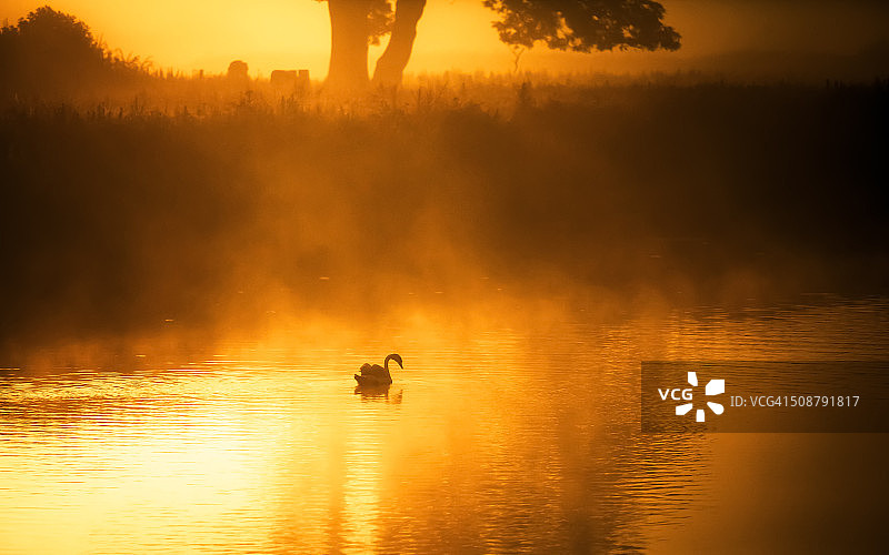迷雾中的天鹅图片素材