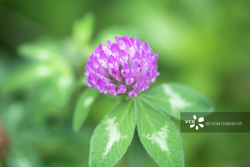 红车轴草花图片素材