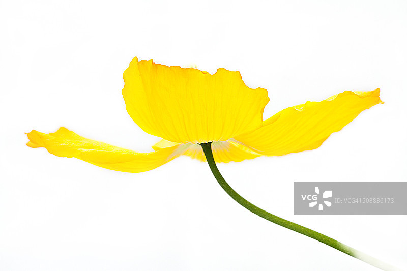 黄色罂粟花图片素材