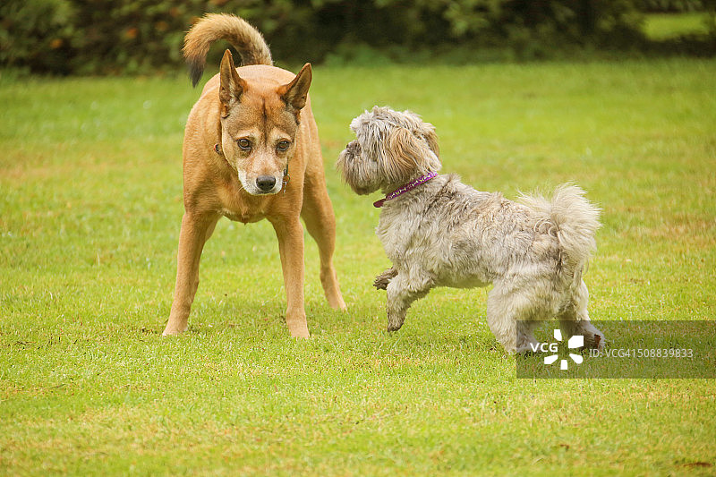 想要玩耍图片素材