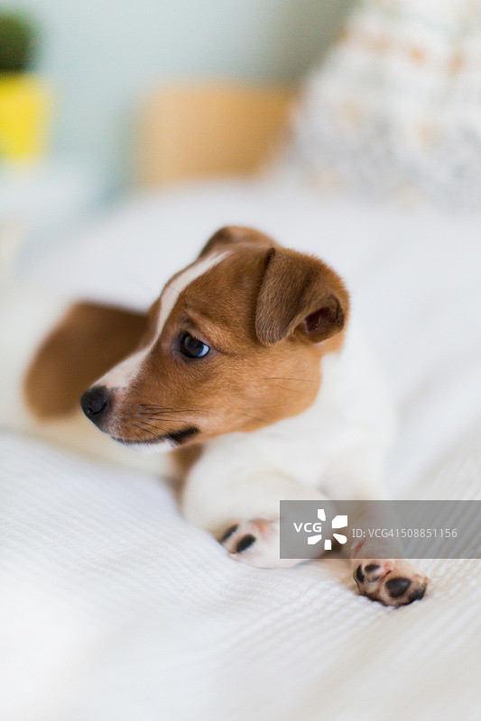 床上杰克罗素梗小狗图片素材