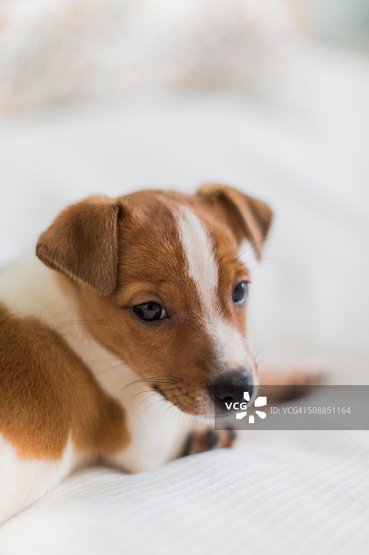 床上杰克罗素梗小狗图片素材