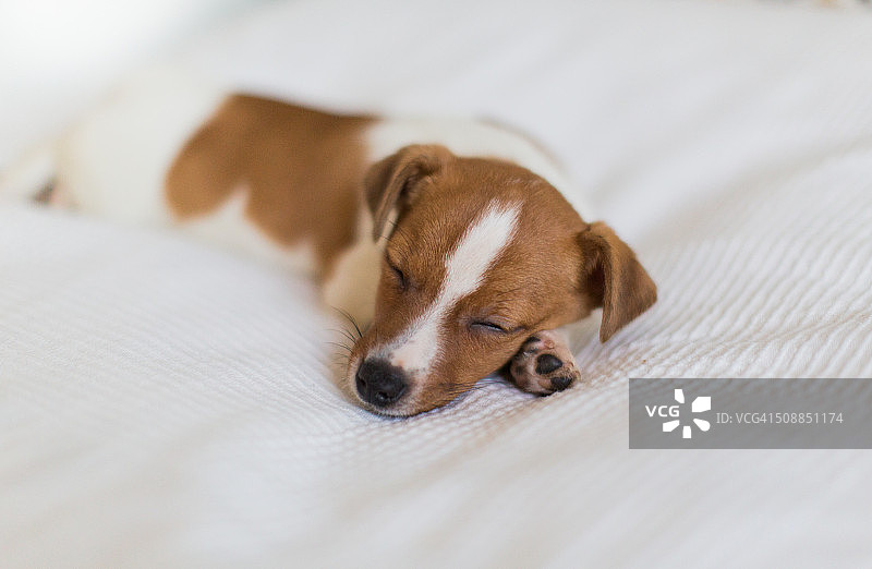 床上杰克罗素梗小狗图片素材