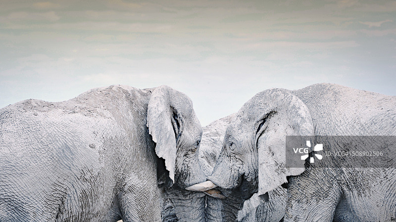 三只大象一起社交图片素材