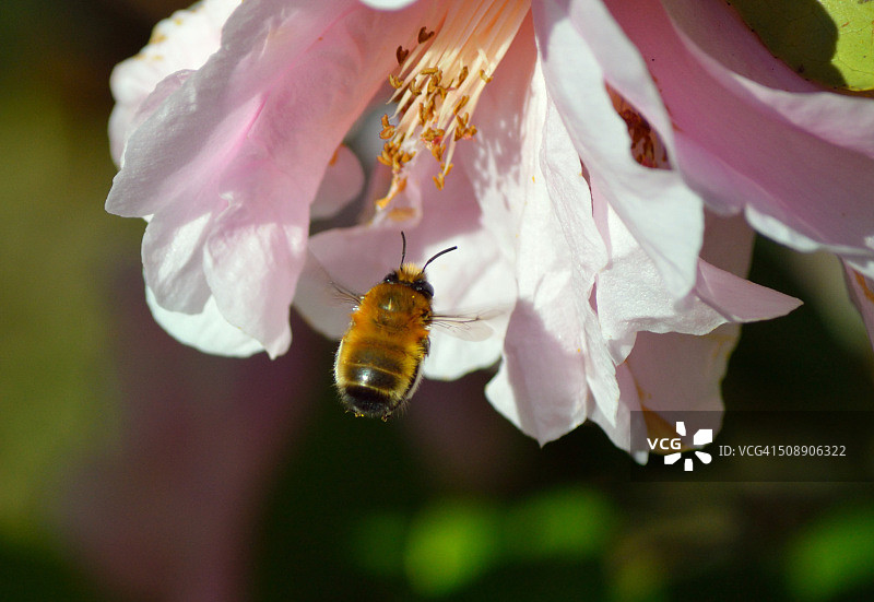 熊蜂在山茶花周围飞舞图片素材