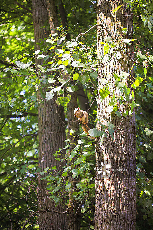 树上的狐松鼠图片素材