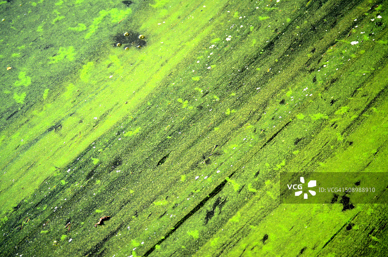 水藻，自然纹理图片素材