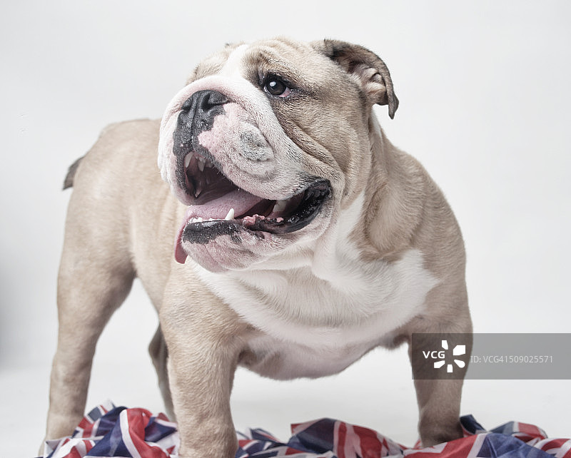 英国斗牛犬图片素材