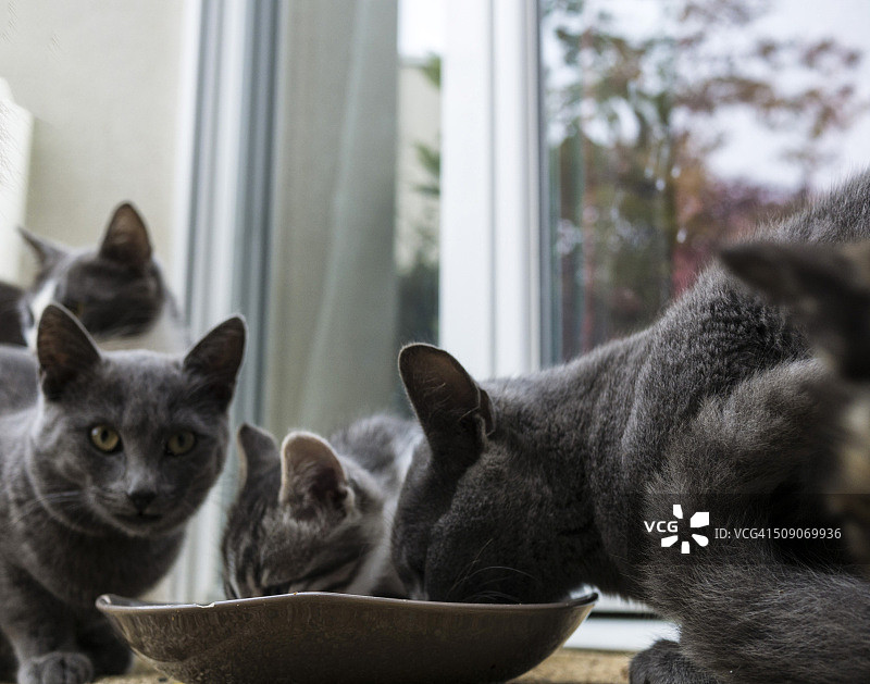 猫咪用餐时间图片素材