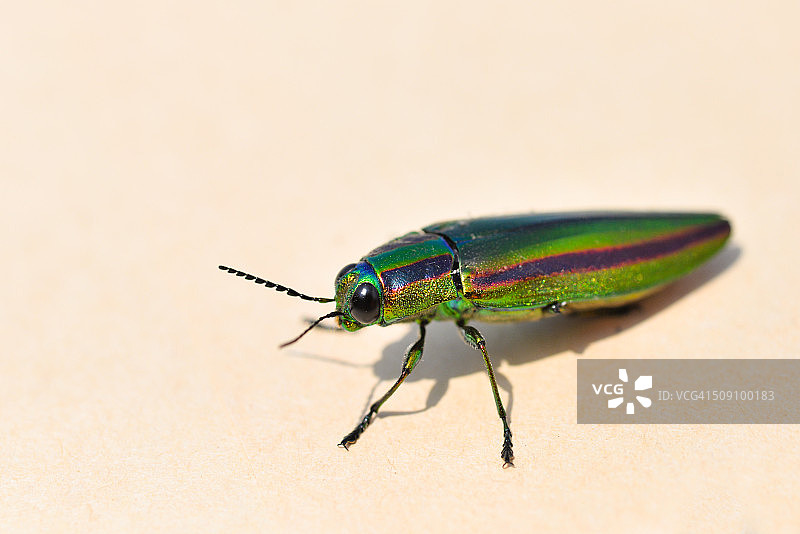 吉丁虫科图片素材