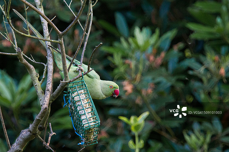 环颈鹦鹉图片素材