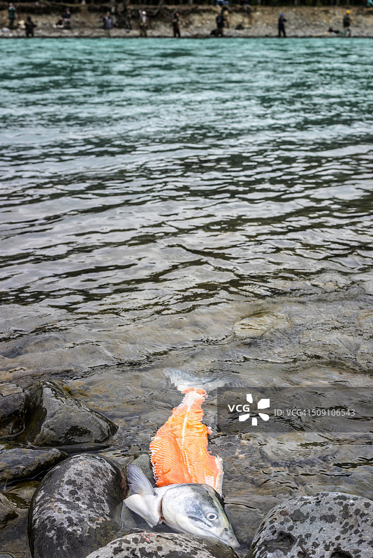 漂浮的部分去骨鲑鱼，俄罗斯河，基奈，阿拉斯加，美国图片素材