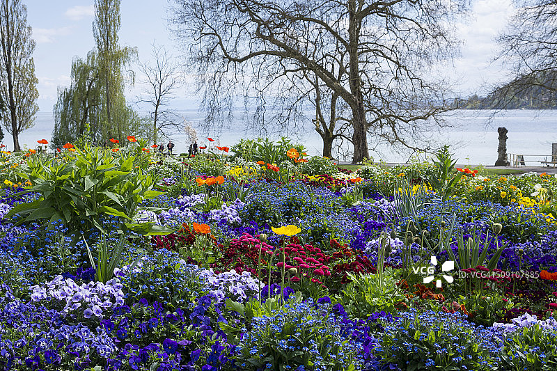 德国巴登-符腾堡迈瑙岛湖岸盛开的鲜花图片素材