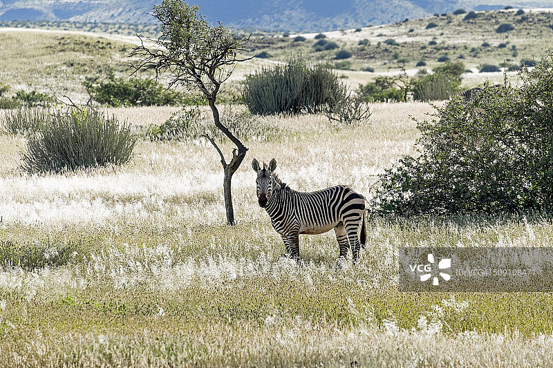 纳米比亚达马拉兰哈特曼山斑马图片素材