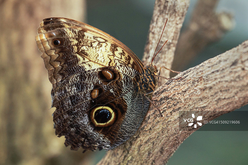 猫头鹰蝶（Caligo memnon）栖息在树枝上图片素材