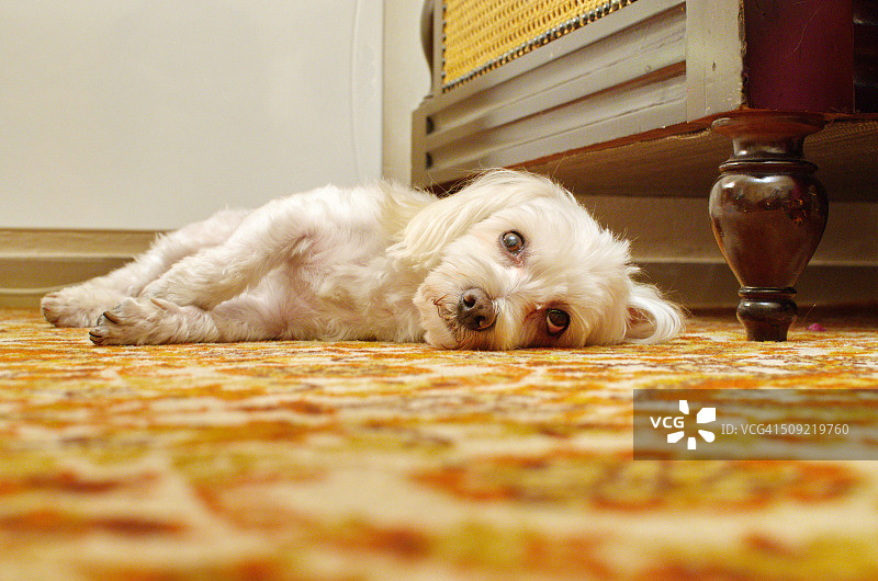 无聊的马尔济斯犬图片素材