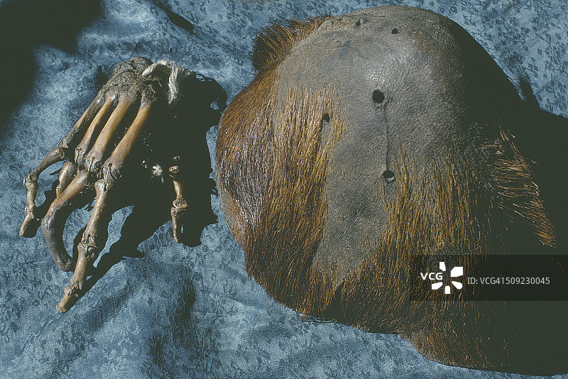 雪人头骨和手（1990年前）图片素材