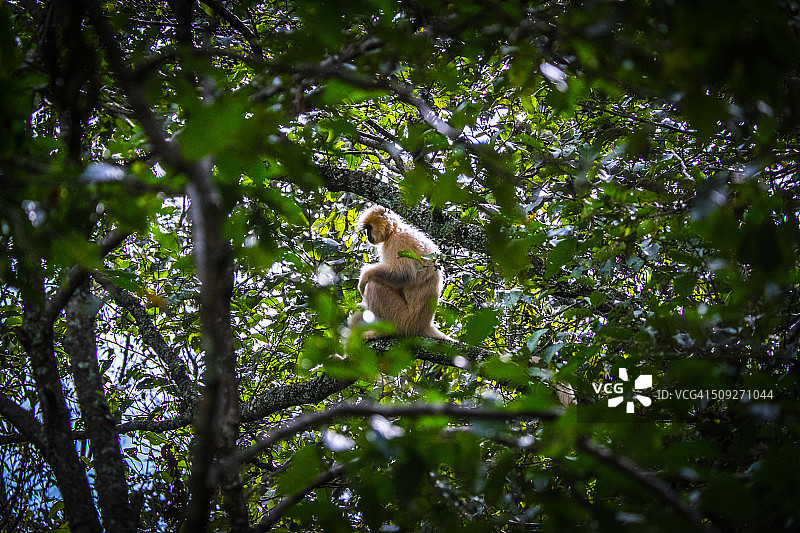 不丹的金色叶猴图片素材