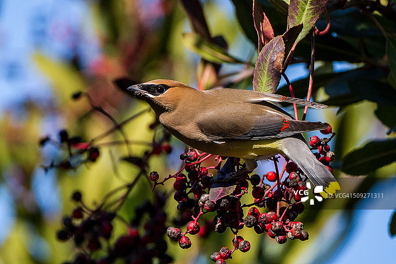 雪松连雀图片素材