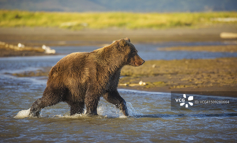 沿海棕熊图片素材